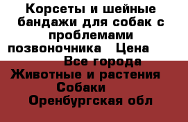 Корсеты и шейные бандажи для собак с проблемами позвоночника › Цена ­ 2 500 - Все города Животные и растения » Собаки   . Оренбургская обл.